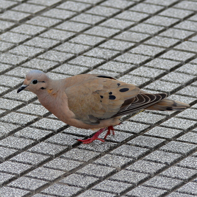 Eared Dove